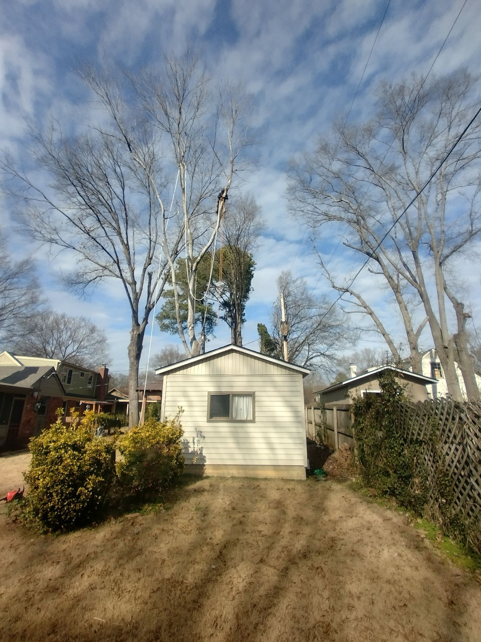 Professional tree cabling and bracing services in Memphis, TN